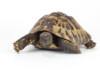 Greek Tortoise Care Guide & Info