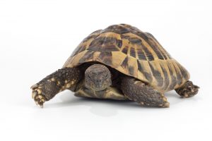 Greek Tortoise Care Guide & Info » Petsoid