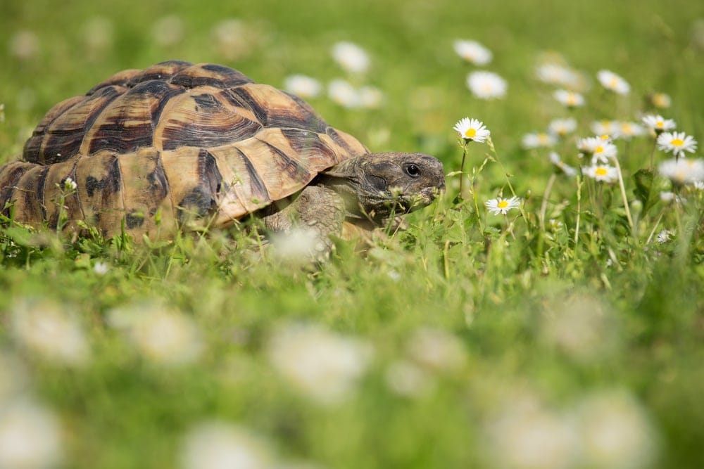 greek tortoise grass