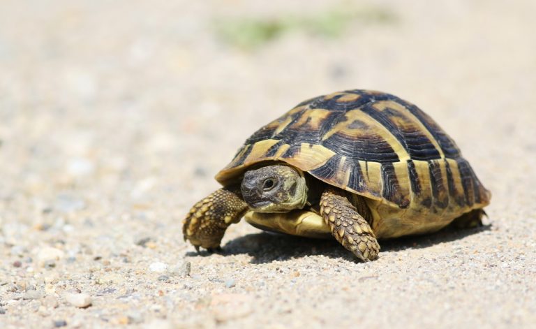 Greek Tortoise Care Guide & Info » Petsoid