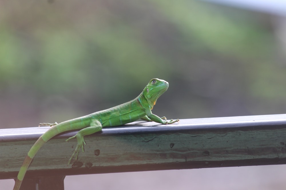 green anolis