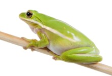 American Green Tree Frog Care Guide & Info