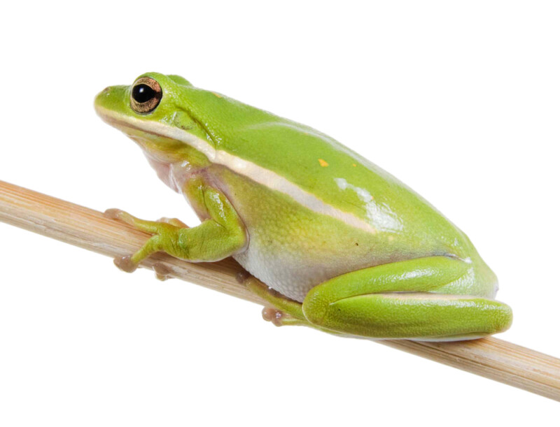 American Green Tree Frog Care Guide &amp; Info » Petsoid