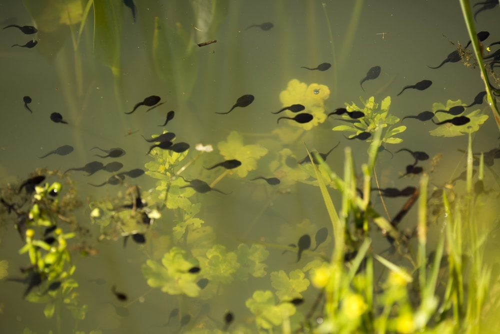 group of tadpoles in an aquarium