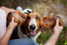 10 Best Dog Breeds for Depression