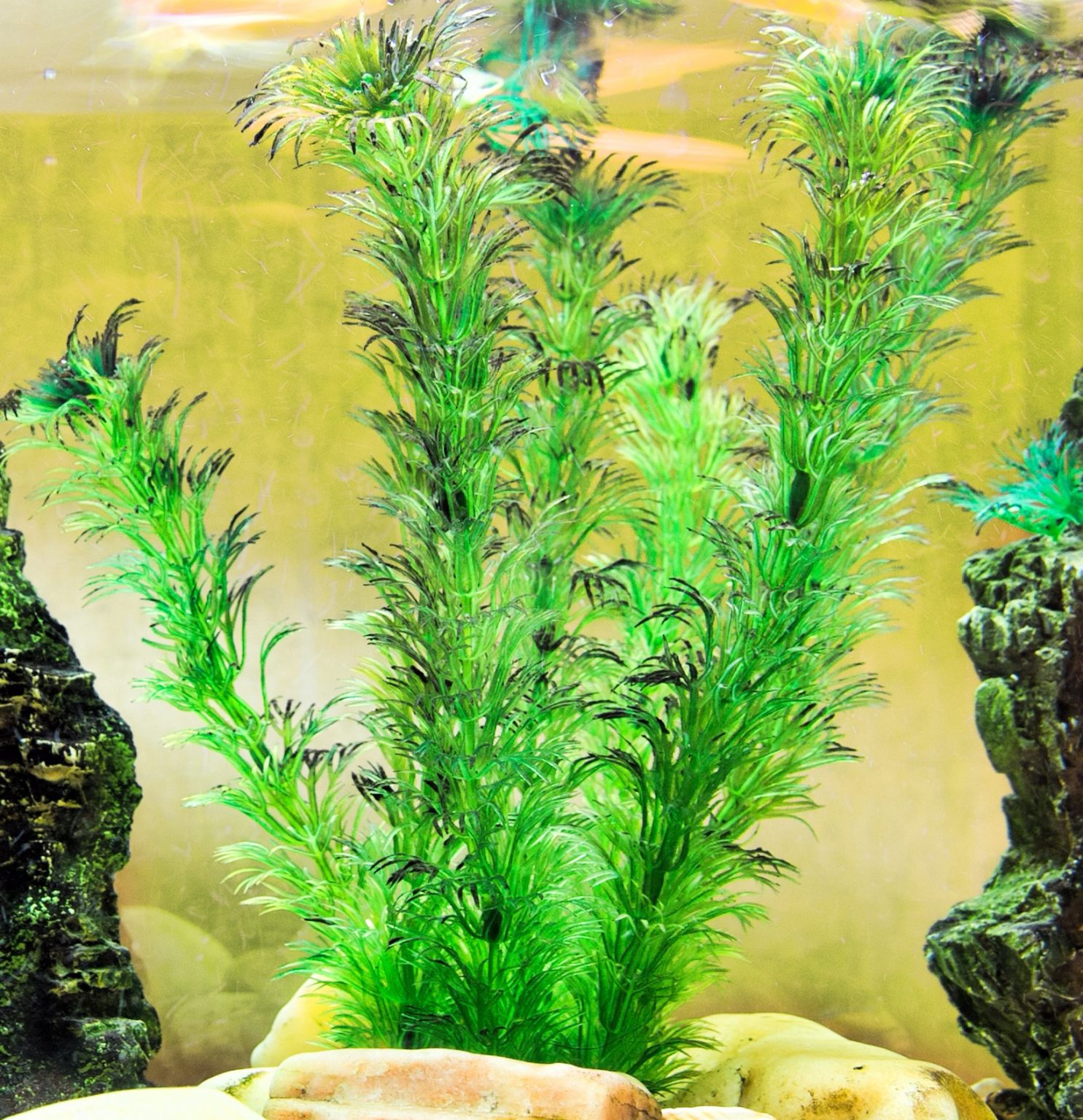 10 Best Floating Aquarium Plants for Beginners » Petsoid