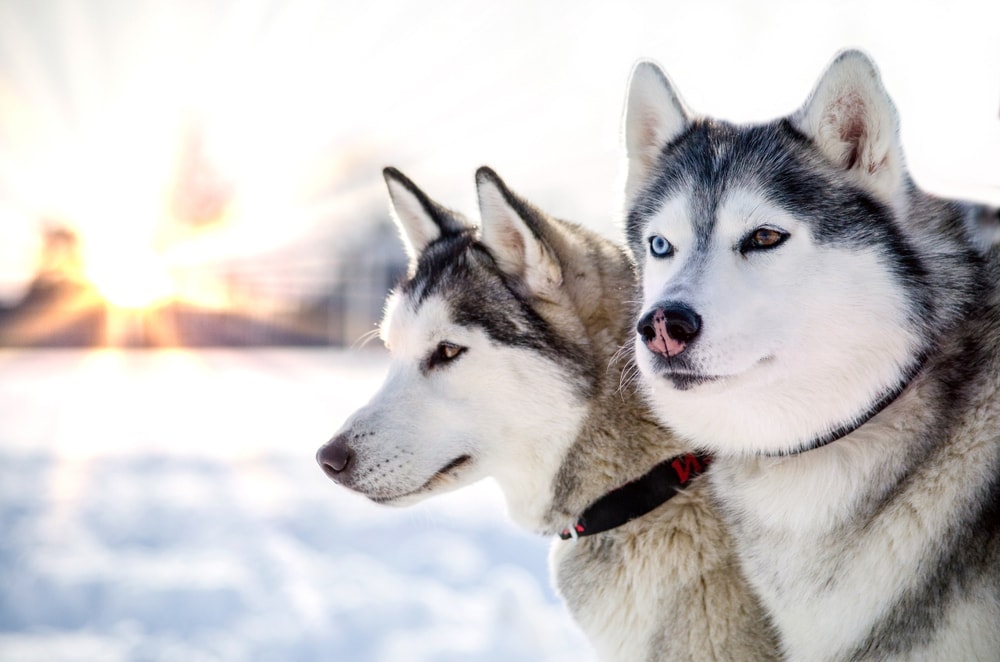 How Long Do Huskies Live & How to Extend it - Petsoid