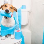 jack russel and toilet paper