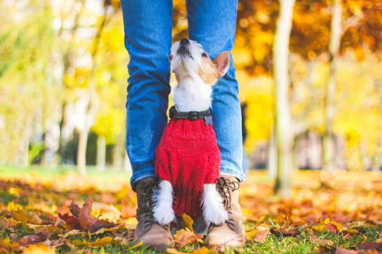 Why Does My Dog Sit On My Feet? » Petsoid
