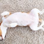 jack russel sleeps on his back