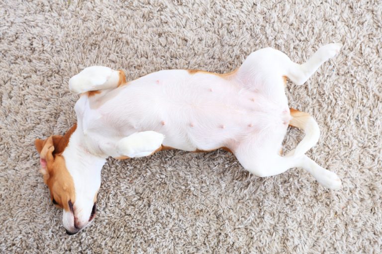 Do Dogs Have Belly Buttons? » Petsoid