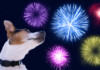 How to Calm Your Dog During Fireworks