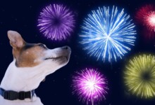 How to Calm Your Dog During Fireworks