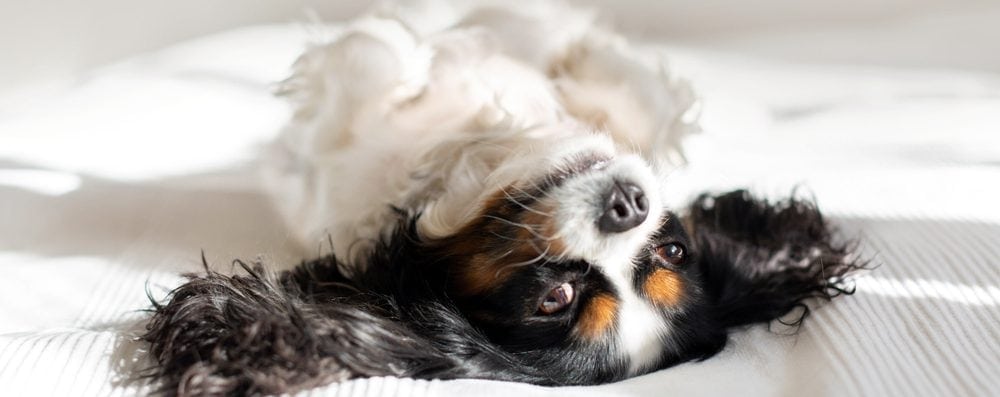 king charles spaniel on a bed e1582795432552