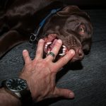 labrador bites his owner