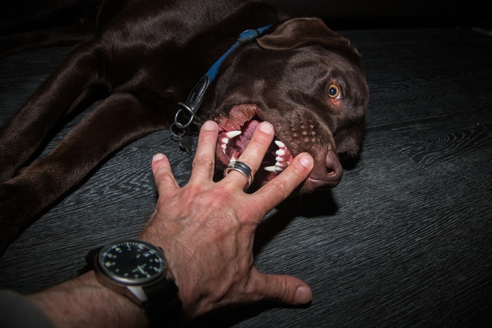 labrador bites his owner