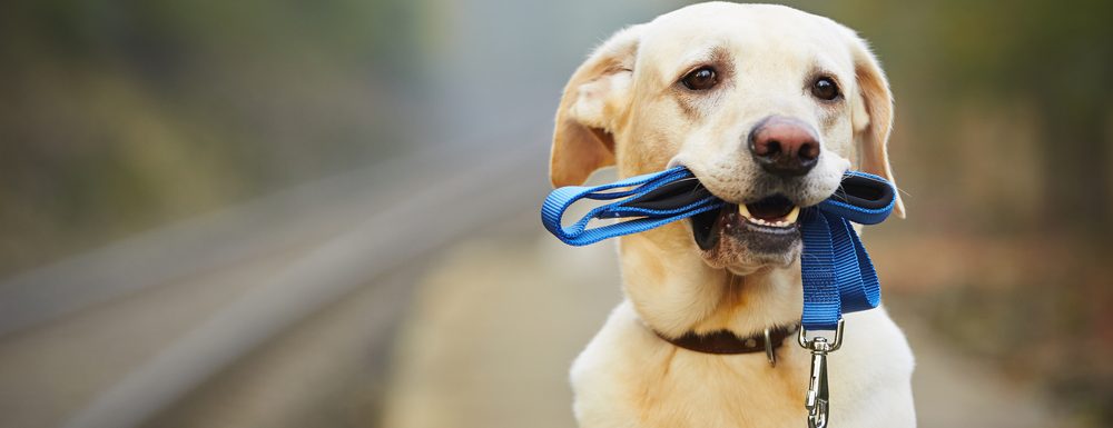 labrador with a leash in his mouth e1582860474724