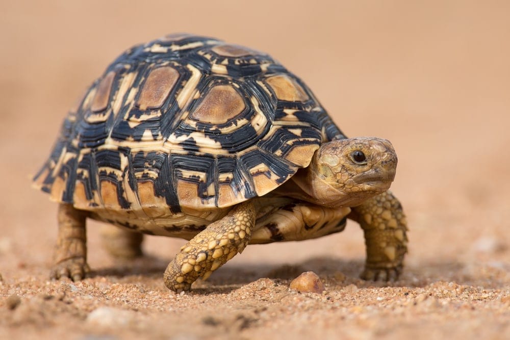 Leopard Tortoise Care Guide & Info » Petsoid