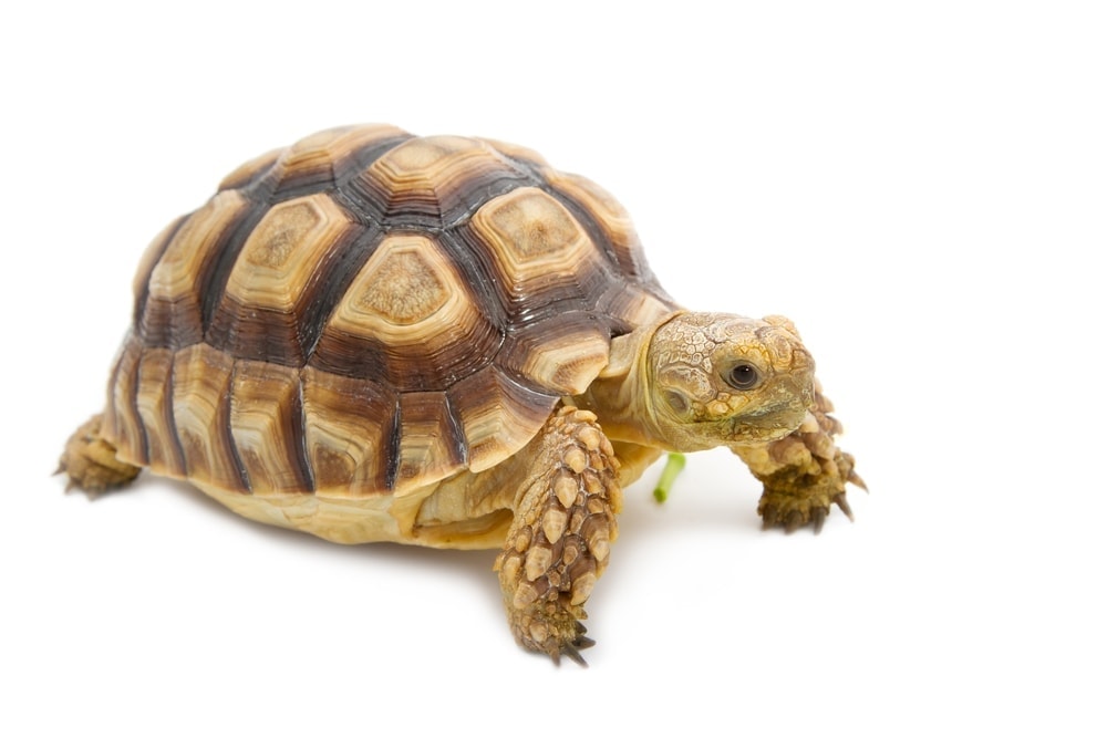 Leopard Tortoise Care Guide & Info » Petsoid