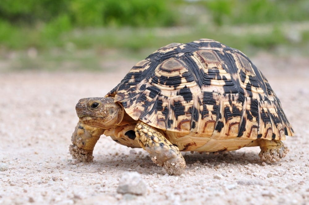 Leopard Tortoise Care Guide & Info » Petsoid