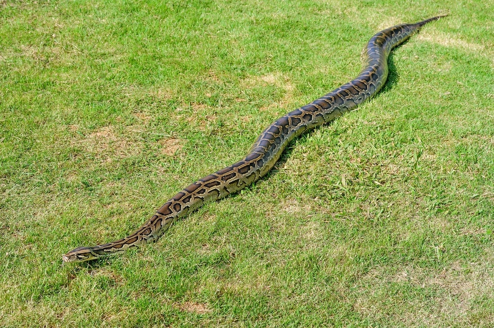 long Reticulated Python