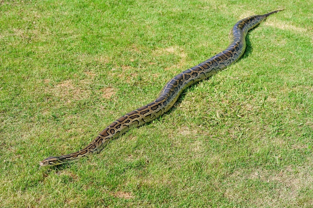 anaconda length