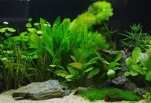 10 Low-Light Freshwater Aquarium Plants