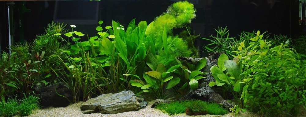 10 LowLight Freshwater Aquarium Plants Petsoid