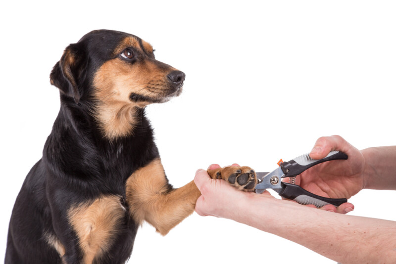 How Often Should I Cut My Dog’s Nails? » Petsoid