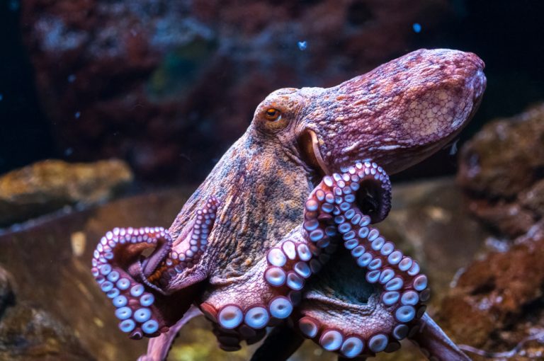 Pet Octopus Care Guide - Diet, Breeding & More » Petsoid