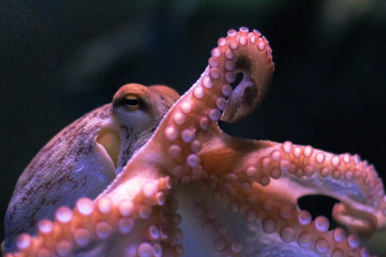 Pet Octopus Care Guide - Diet, Breeding & More » Petsoid