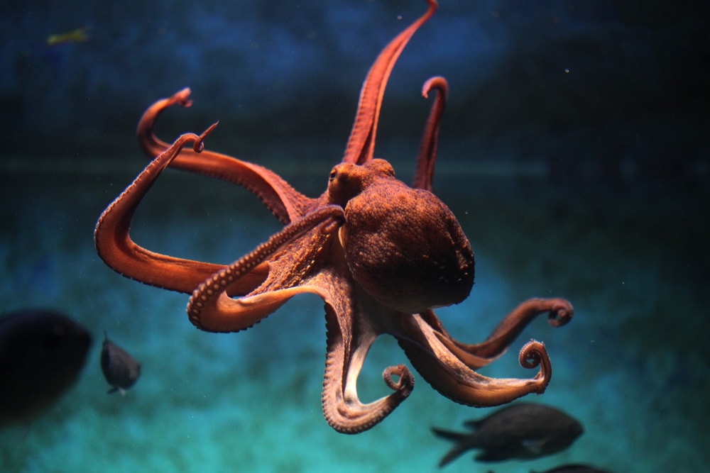 pet octopus swimming in a tank