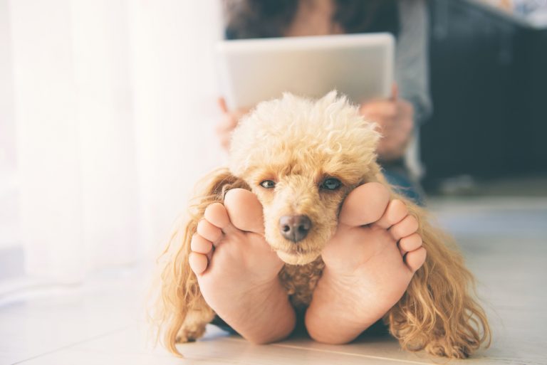 why-does-my-dog-sit-on-my-feet-petsoid