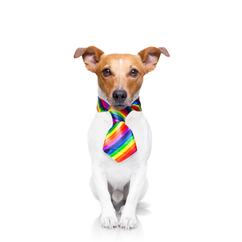 Can Dogs be Gay? » Petsoid