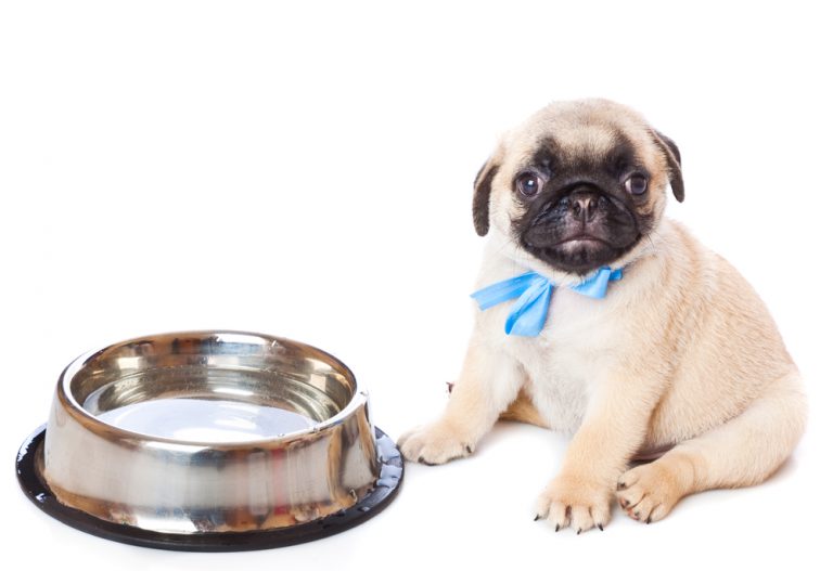 My Dog Won't Drink Water - Common Reasons » Petsoid