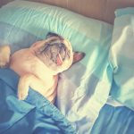 pug is sleeping in a bed