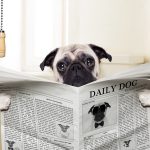 pug on a toilet