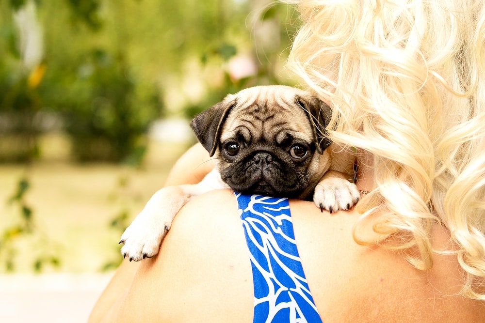 How Long Do Pugs live? - Petsoid