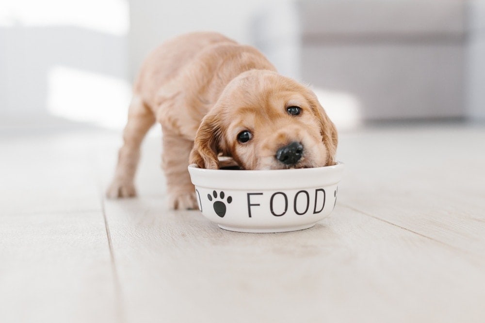 Can Puppies Eat Adult Dog Food Petsoid