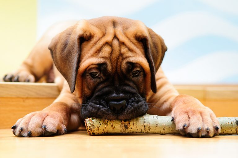 Why Do Dogs Chew On Wood? » Petsoid