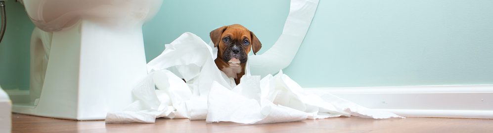 puppy is playing with toilet paper e1582782342411