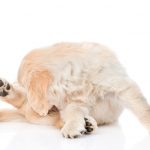 puppy licks his buut