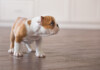 8 Reasons Why Your Dog is Peeing so much