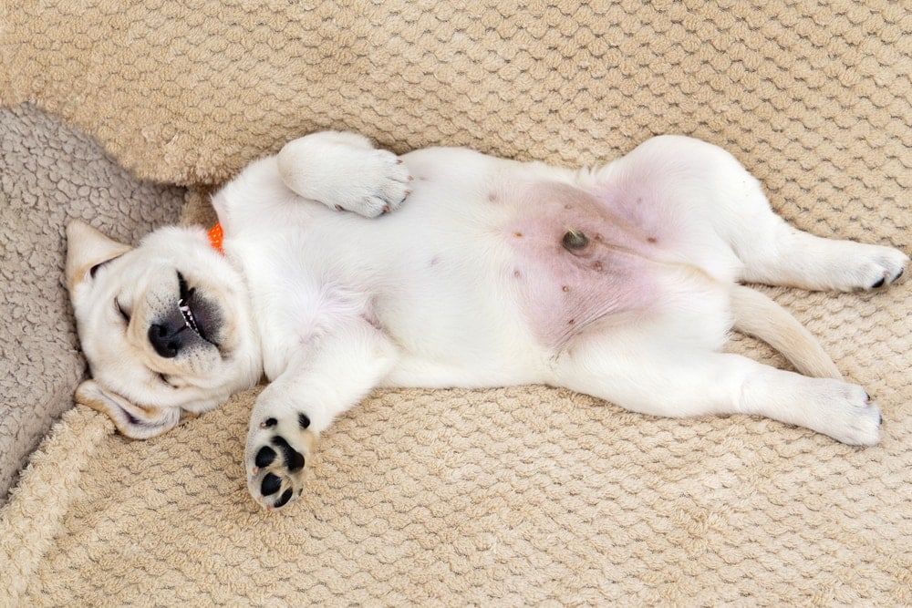 puppy sleeping on the back