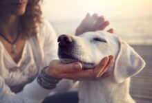 Why Do Dogs Like to Be Petted?