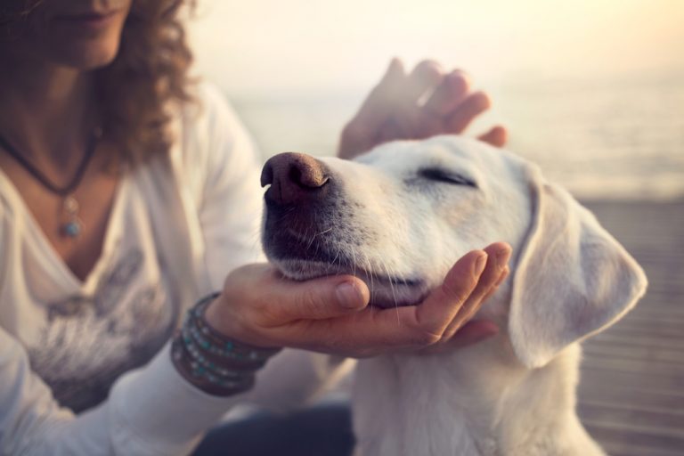 Why Do Dogs Like to Be Petted? » Petsoid