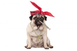 Everyday Gummies 25mg CBD & 5mg THC 10 piece