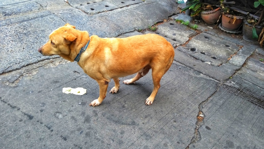 red dog pukes on a street