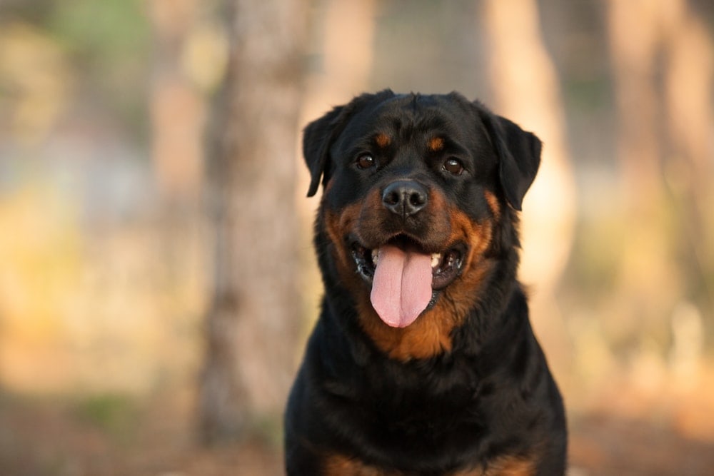 rotweiler