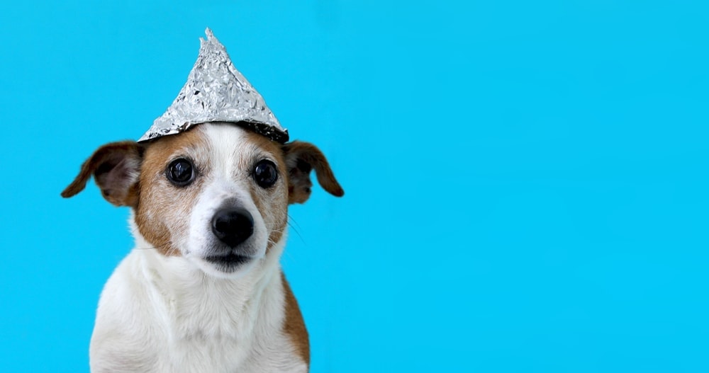 My Dog Ate Tinfoil - What should I do? » Petsoid